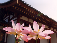 まほら-奈良の風景写真館。奈良をメインとした四季の風景写真。奈良市を中心に、橿原、大和郡山、生駒、吉野、大宇陀、榛原、明日香などの朝焼け、夕焼け、雲海など四季折々の写真を追加していきます。